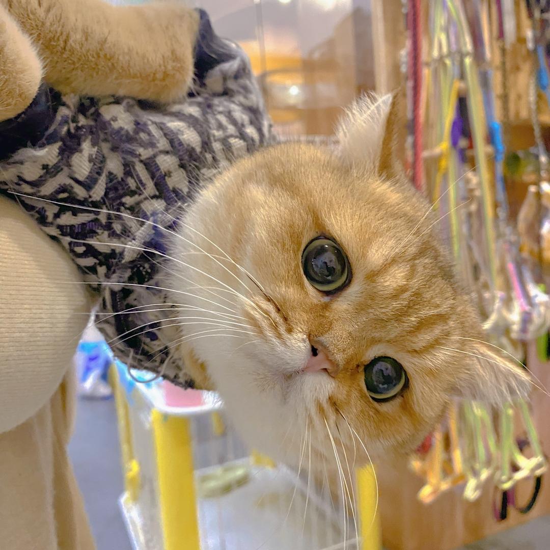 一团猫