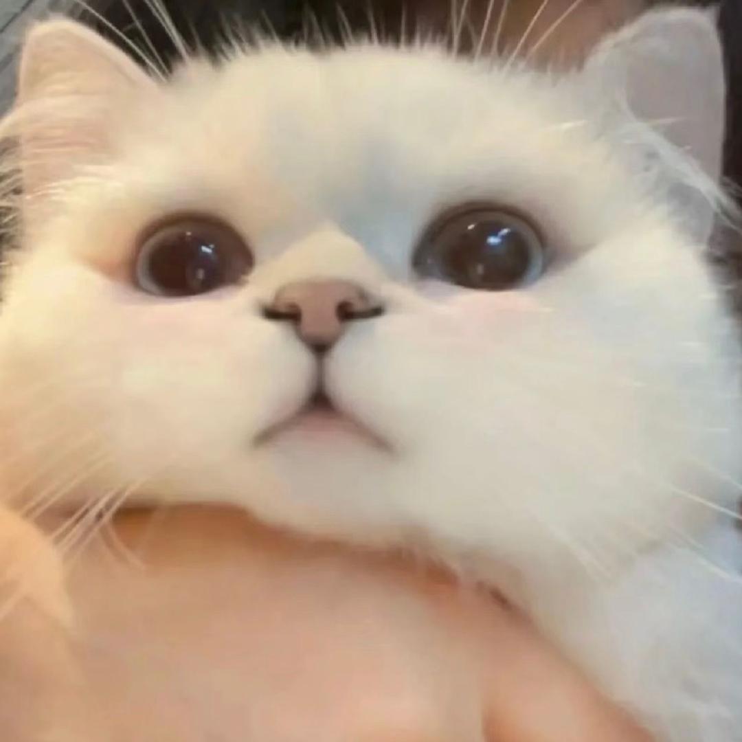 小云绵绵☁️