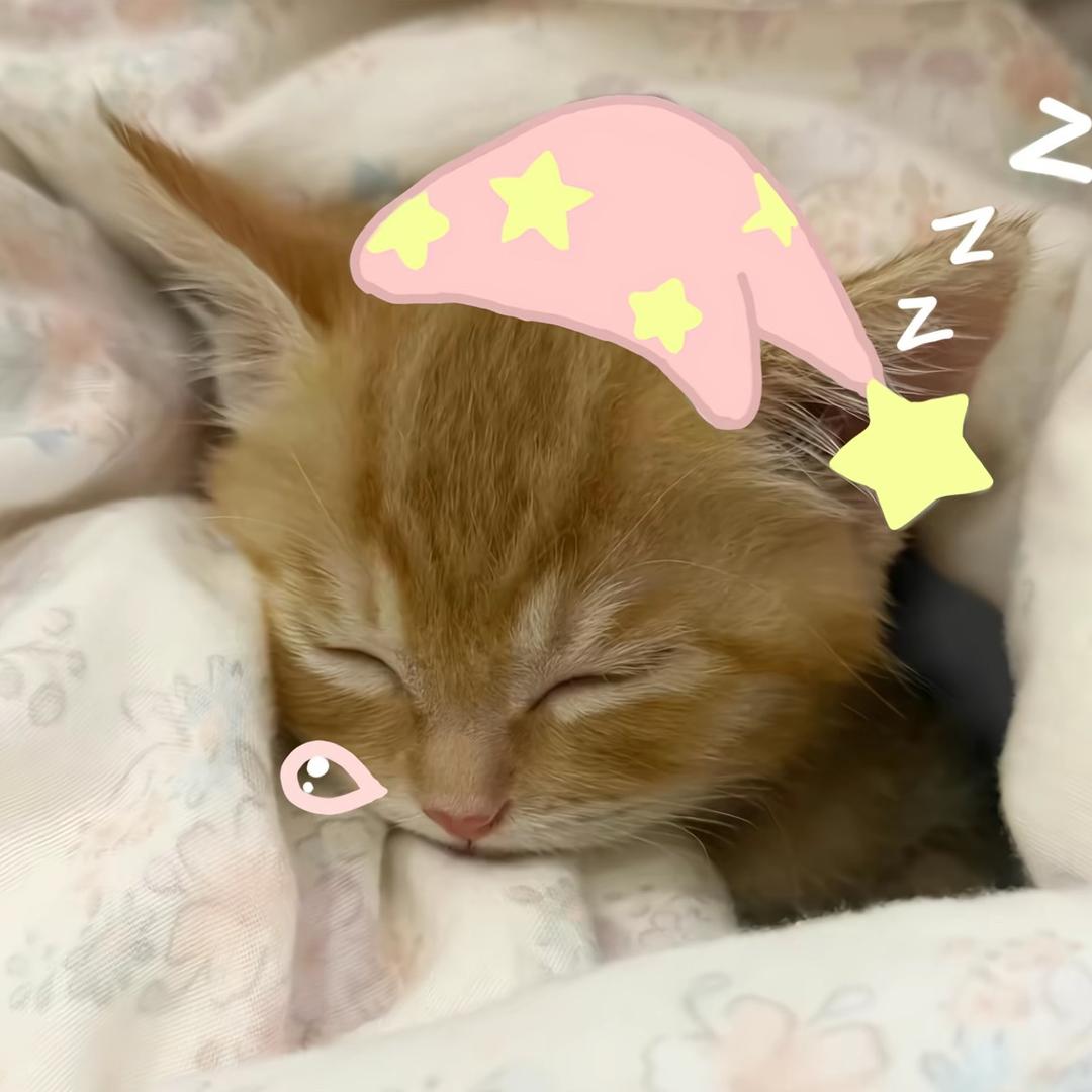 喵了个咪^*^（已婚版