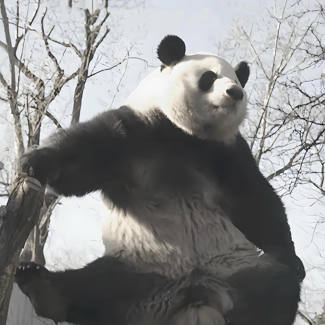 是二姐阿