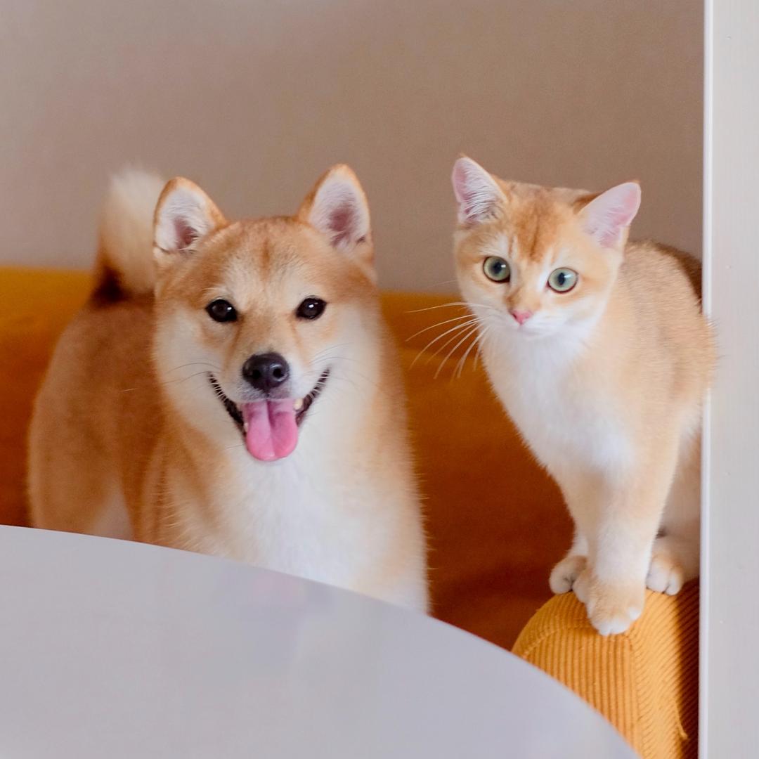 柴犬小满和猪咪大圆