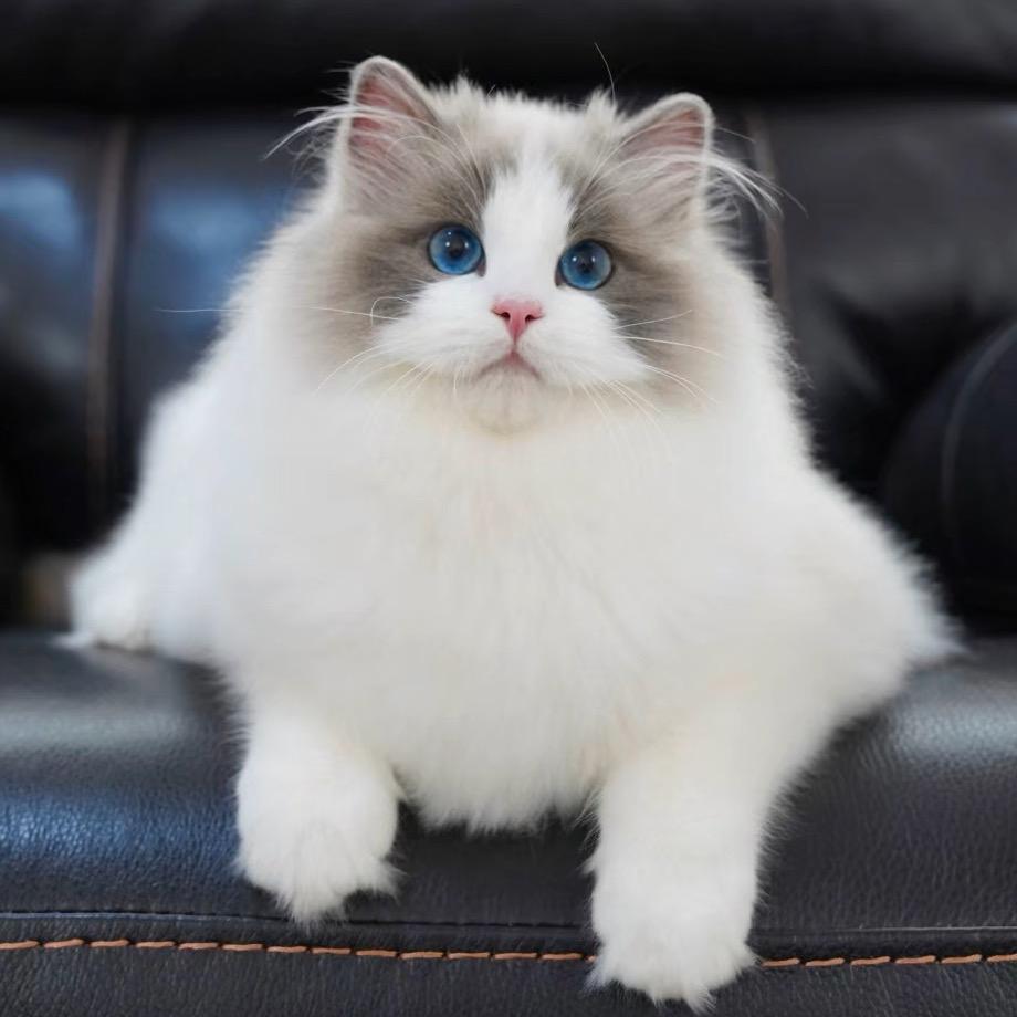 爱猫族甄选（直播号7️⃣）