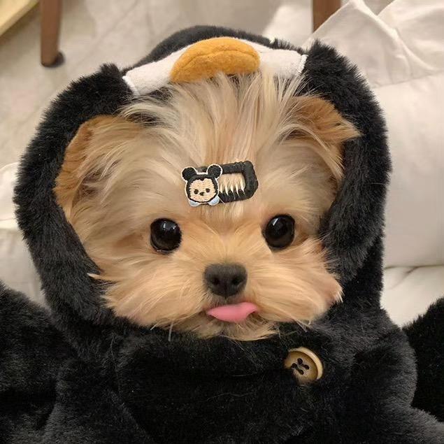 蔻妺拉比