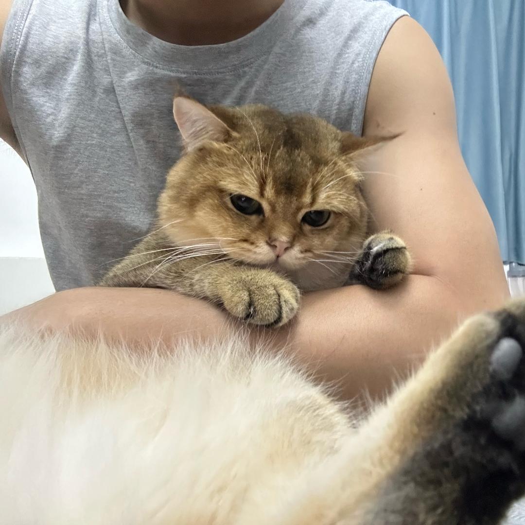@嘴硬小戴