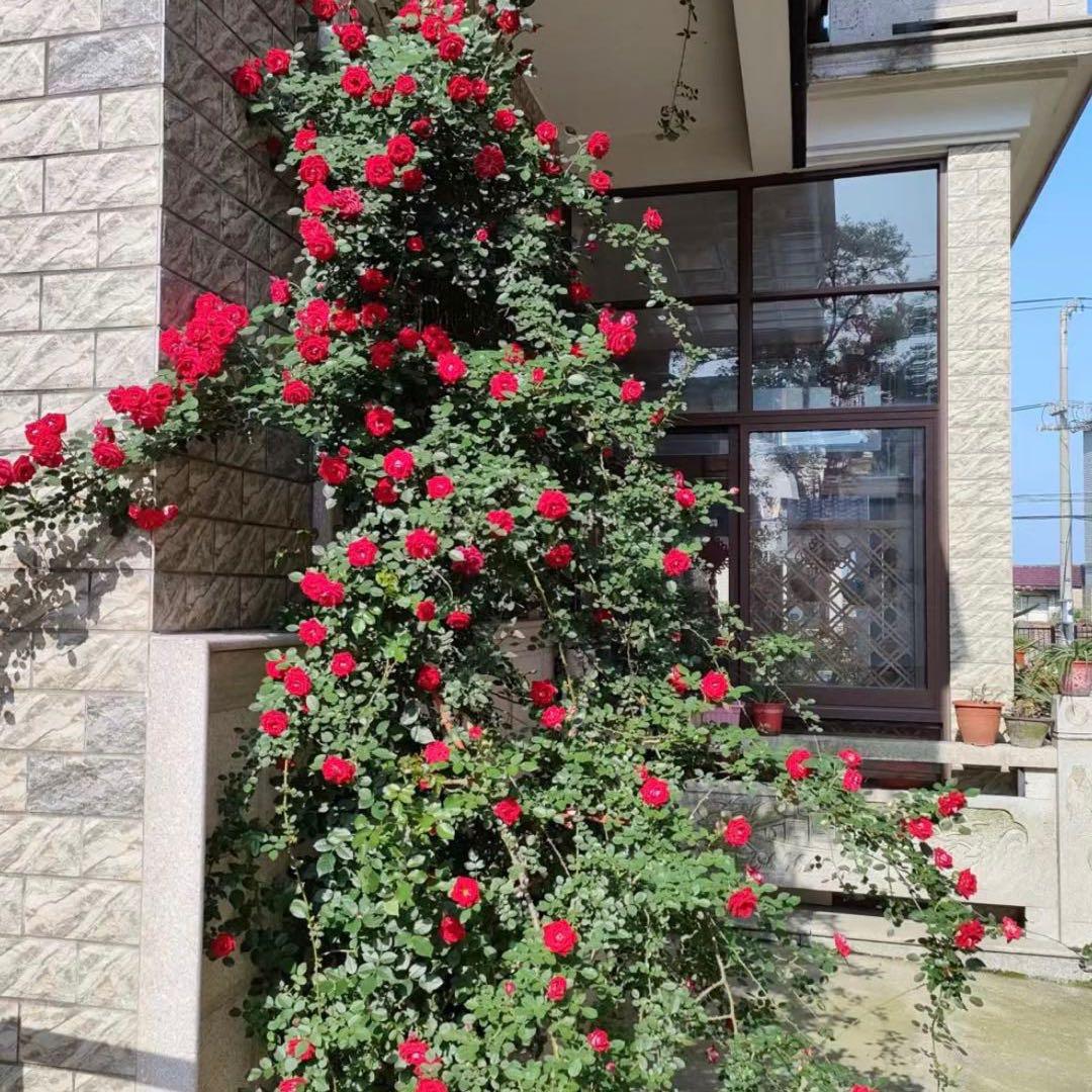 七都水中花内衣