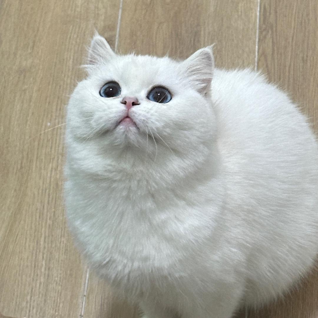 开门鉴猫
