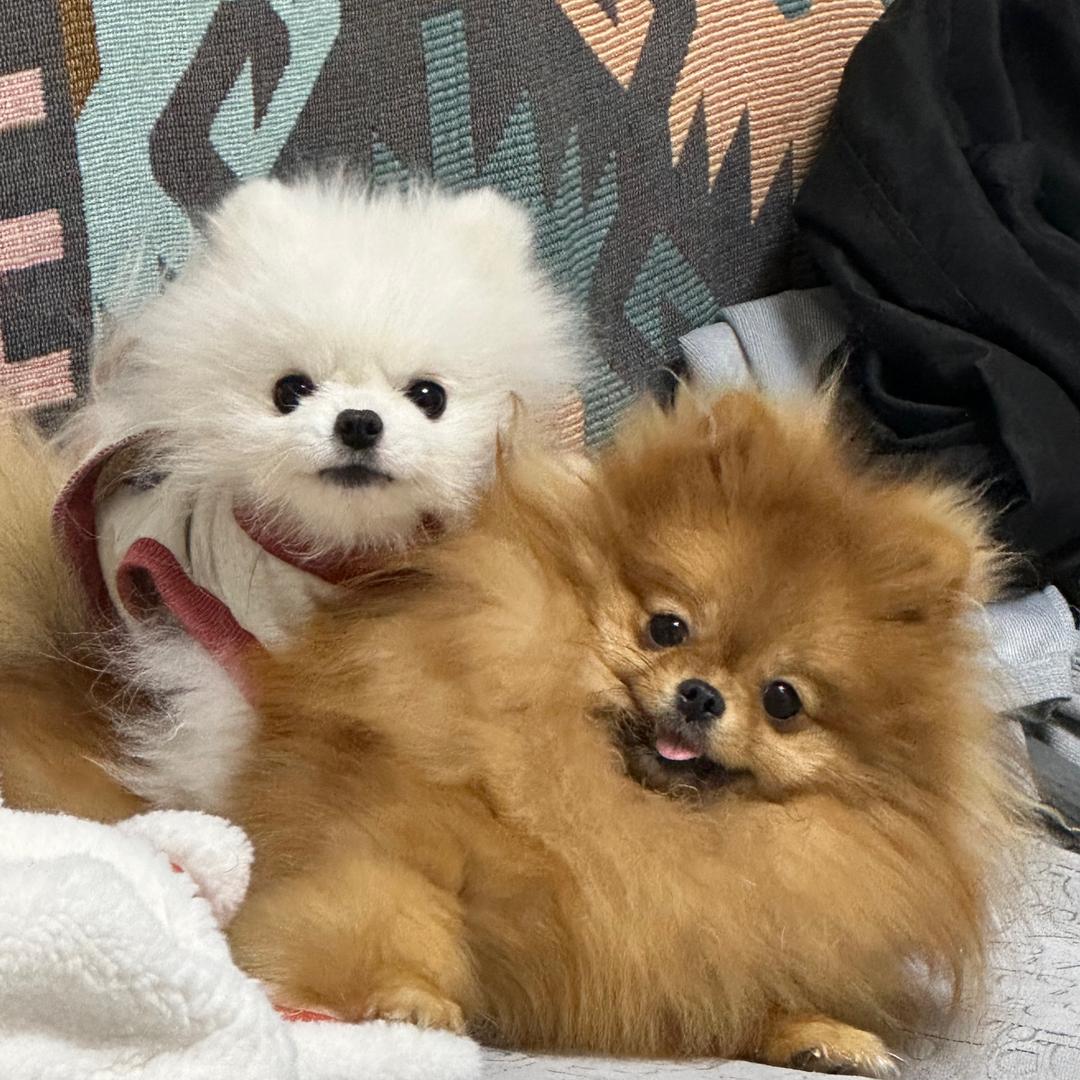 家有两只小博美（十一）（汤圆）