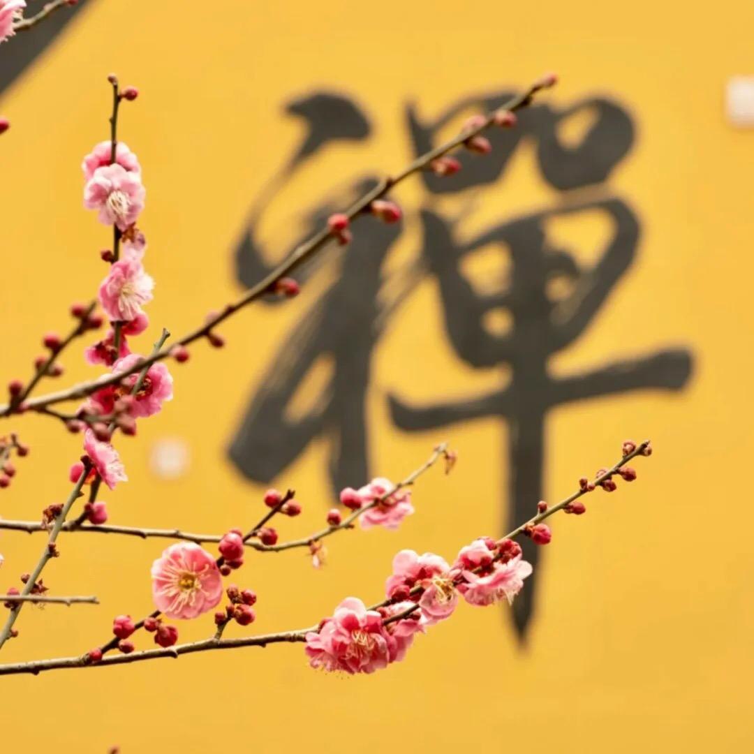 禅悟人生