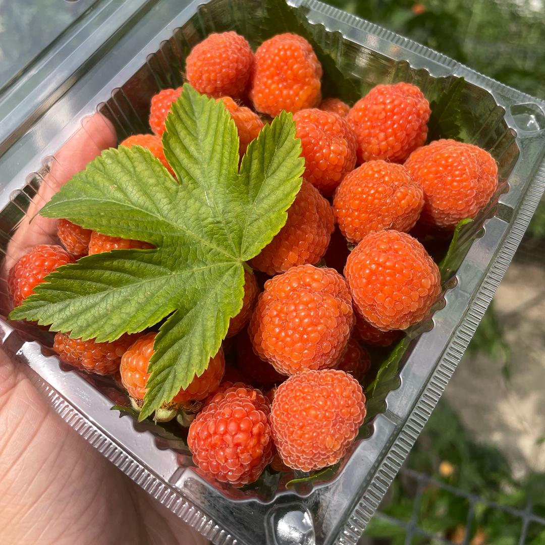 休宁艳红家庭农场