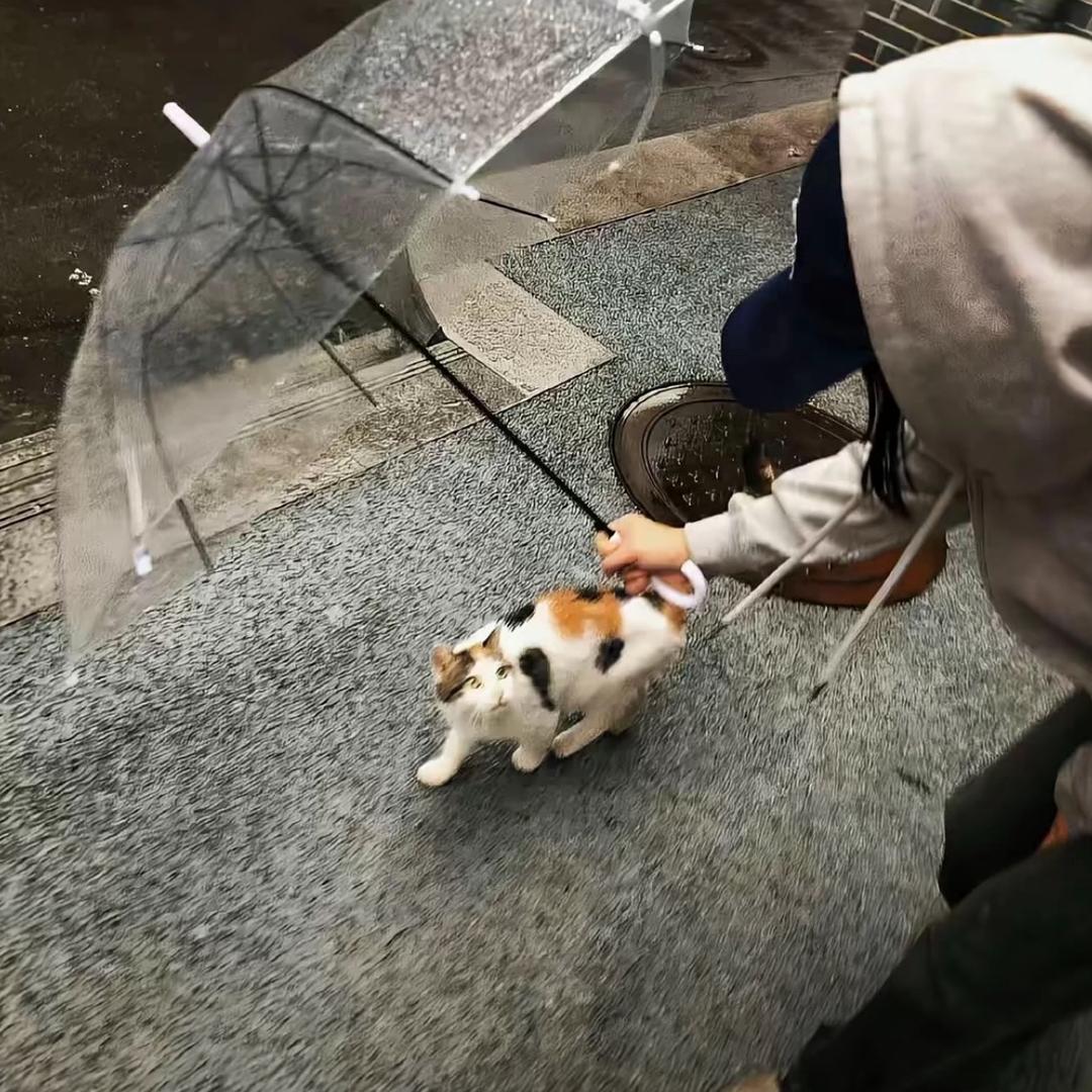 不吃鸡蛋黄🍳