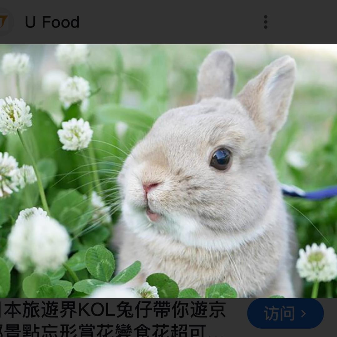 免宝