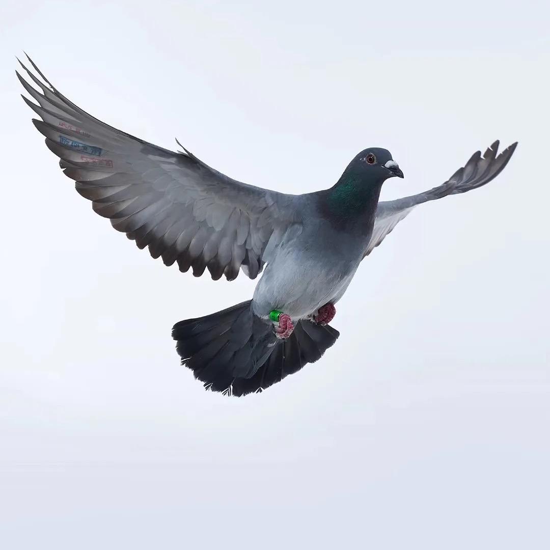 鸽友汇赛鸽育种中心