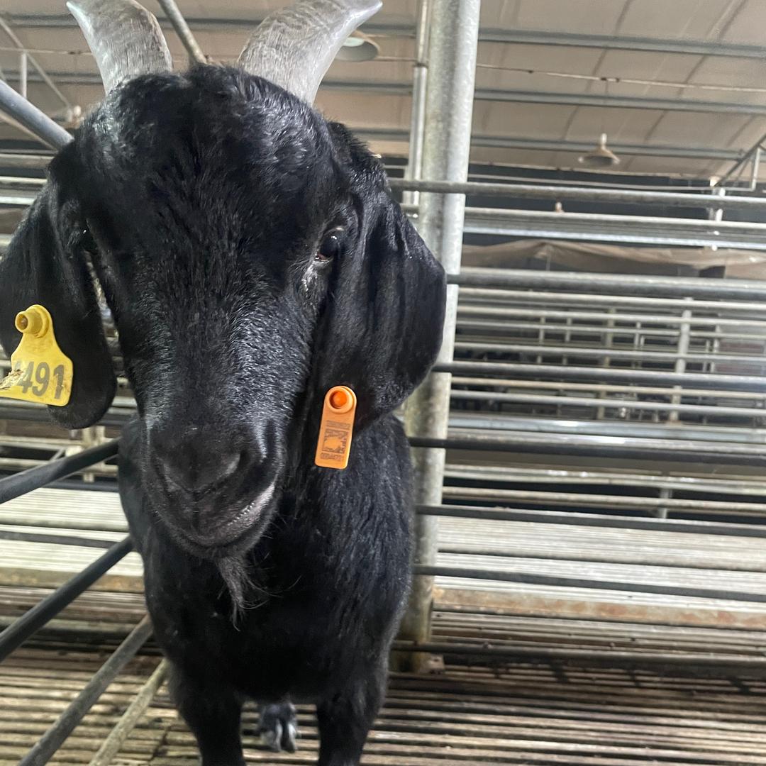 文静家的土黑山羊