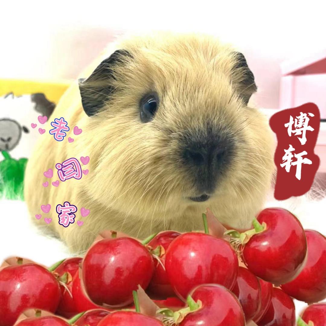 车厘子大樱桃于荷兰猪