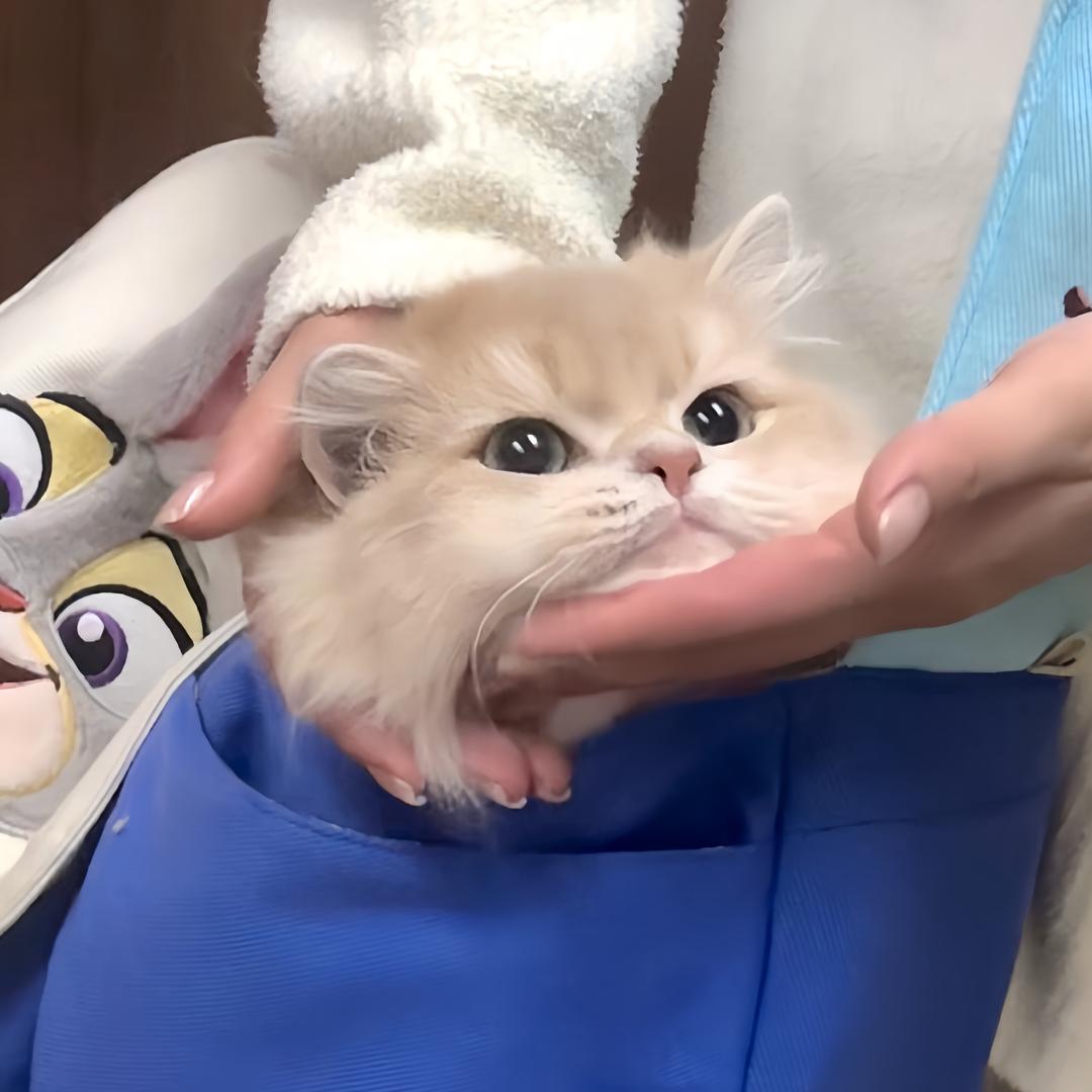 MMCDiaries🐈