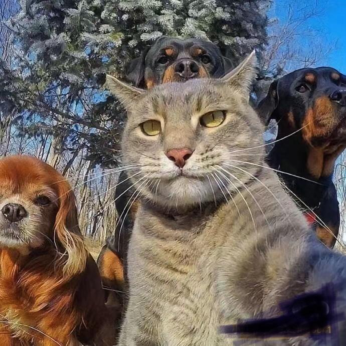 花财猫仿真花有才