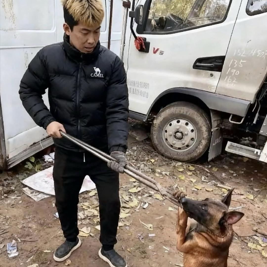 Aaa卢哥专业套狗（河南套狗王）