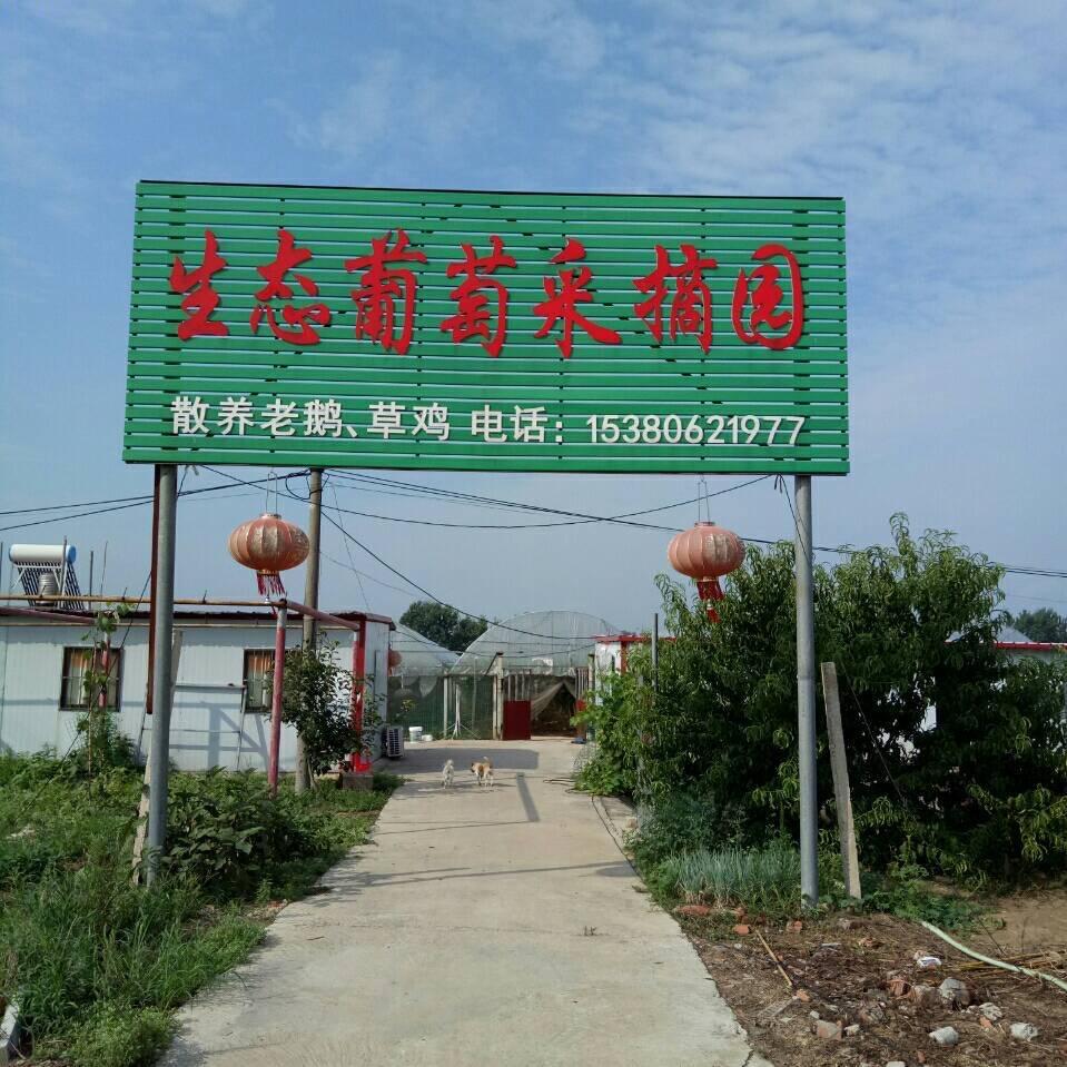 生态葡萄采摘园