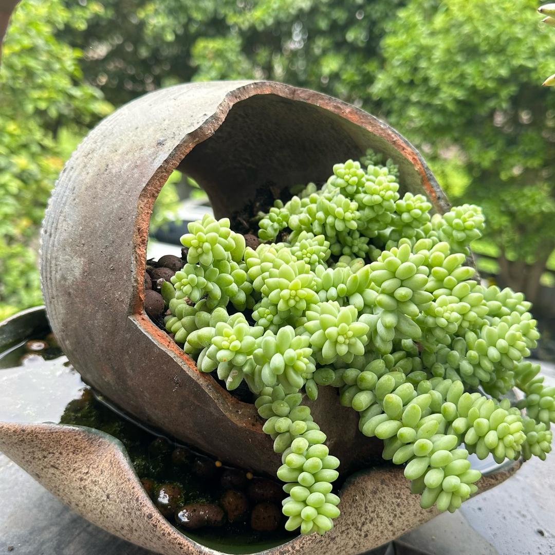 龍儿（全屋智能家居）