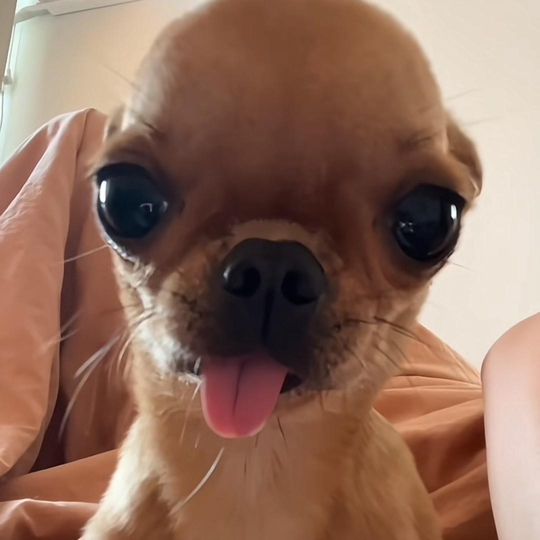 派小派