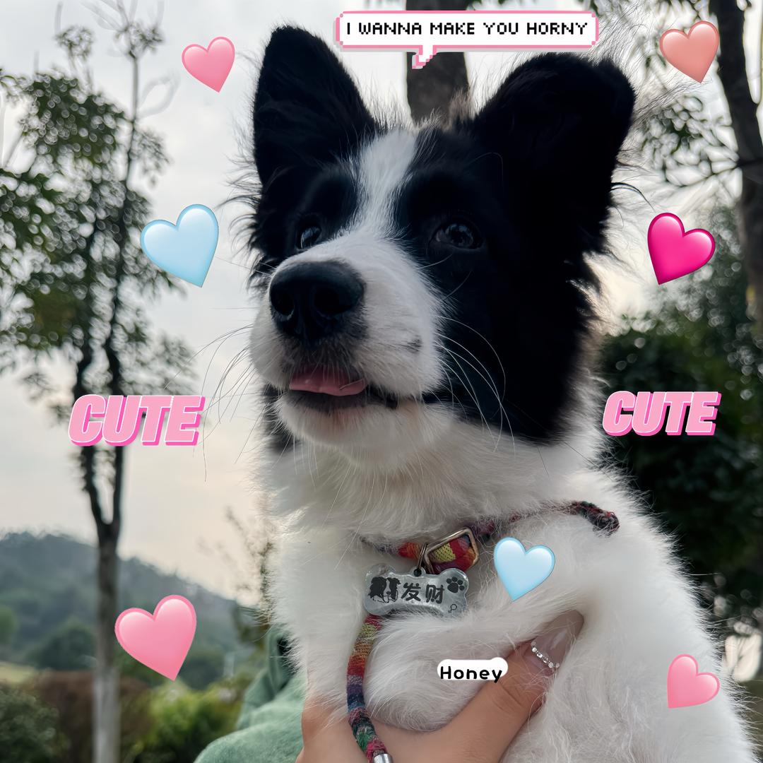发财小狗🐶