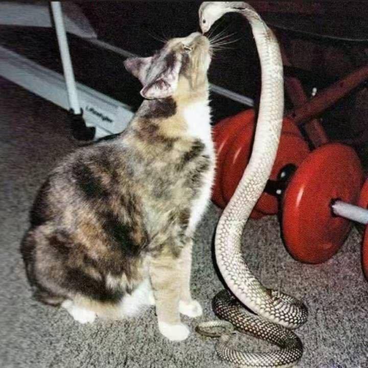 樱