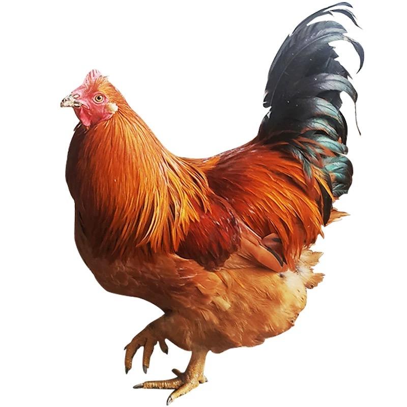 阿勇鲜汇