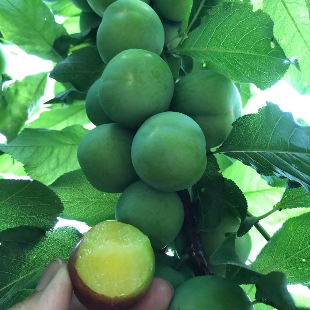 雪梅的乡村之行