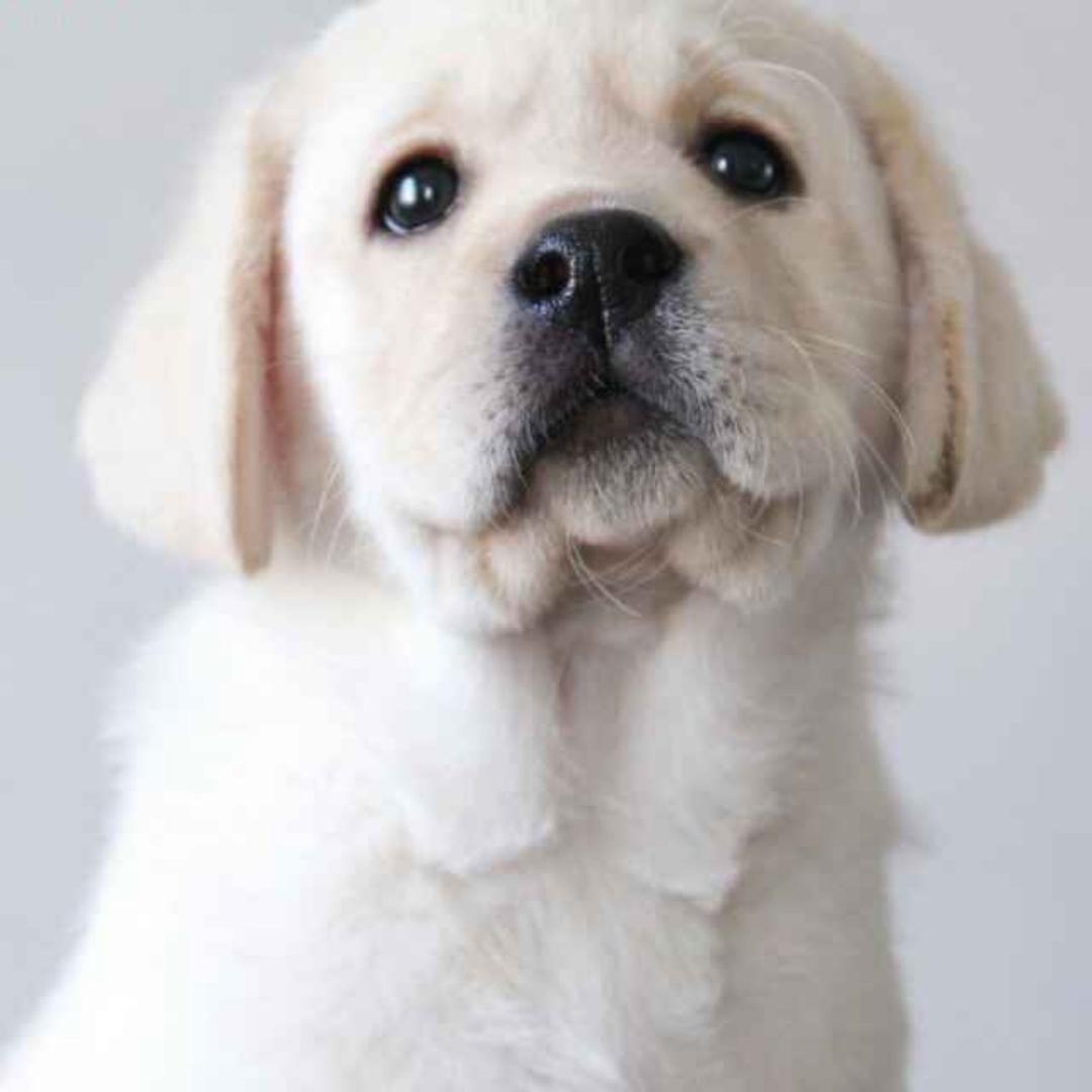 永鑫拉布拉多犬舍