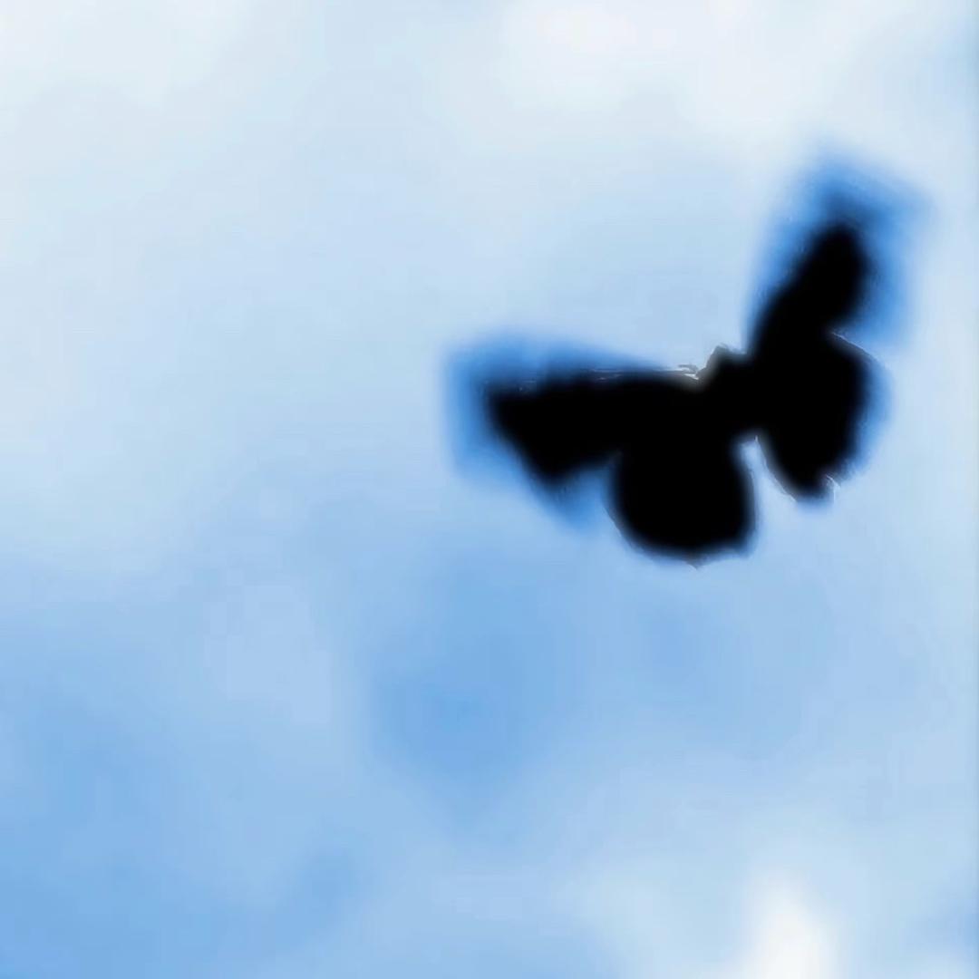皙-