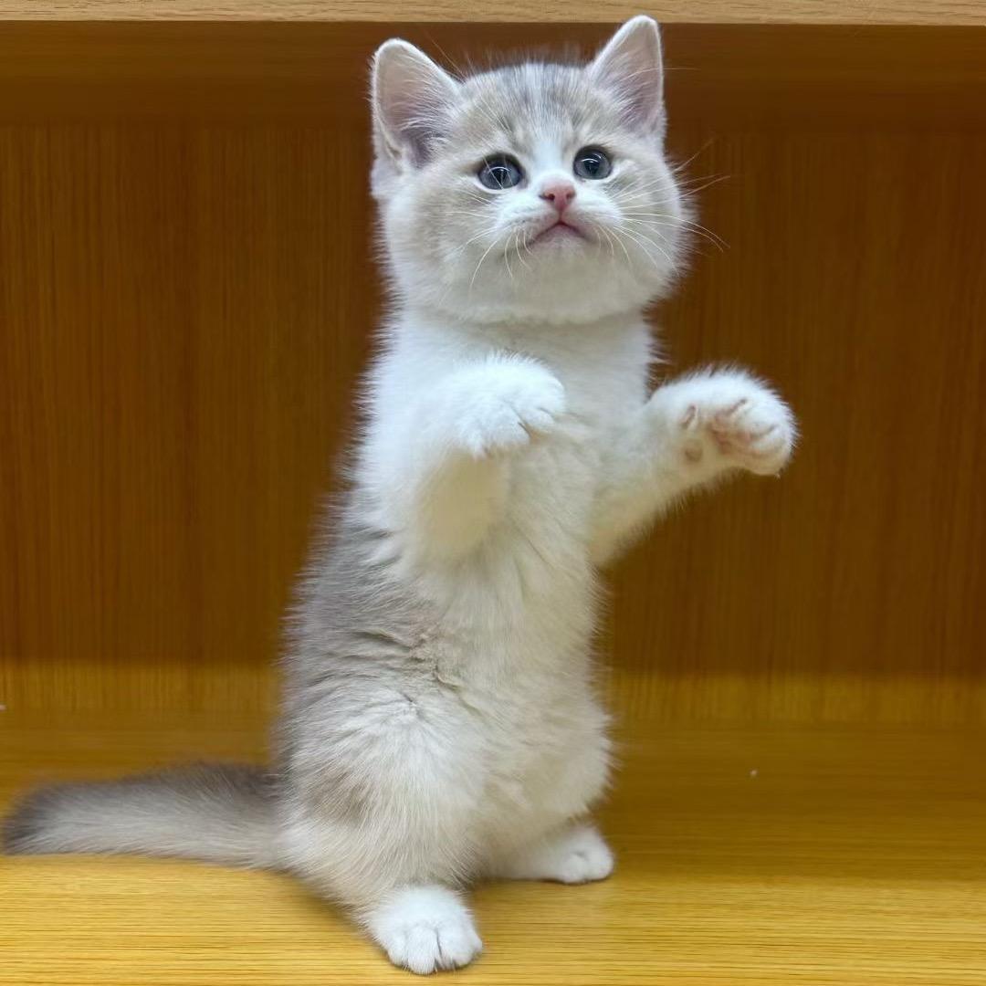 我是九月宝宝耶