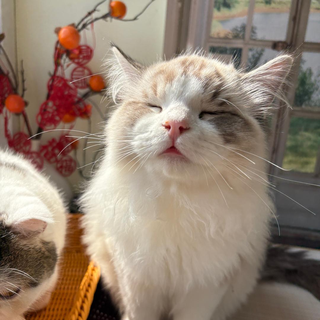 元宝不是咖啡猫