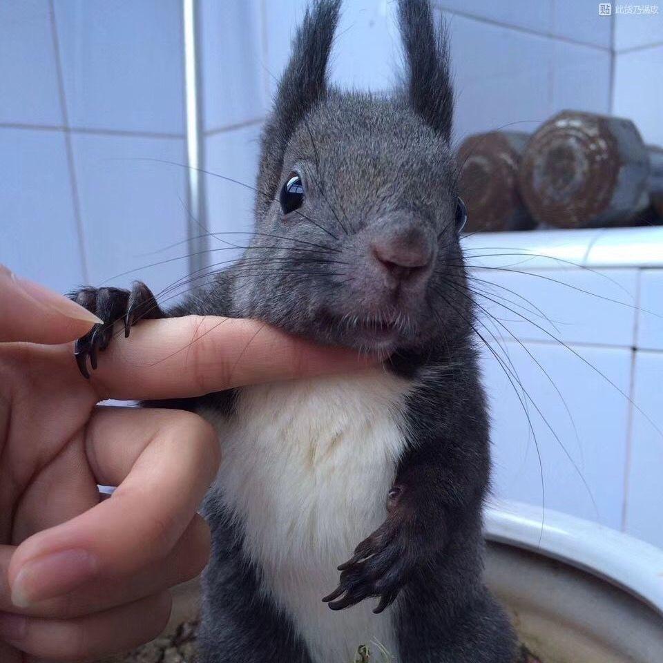 魔王松鼠养殖基地