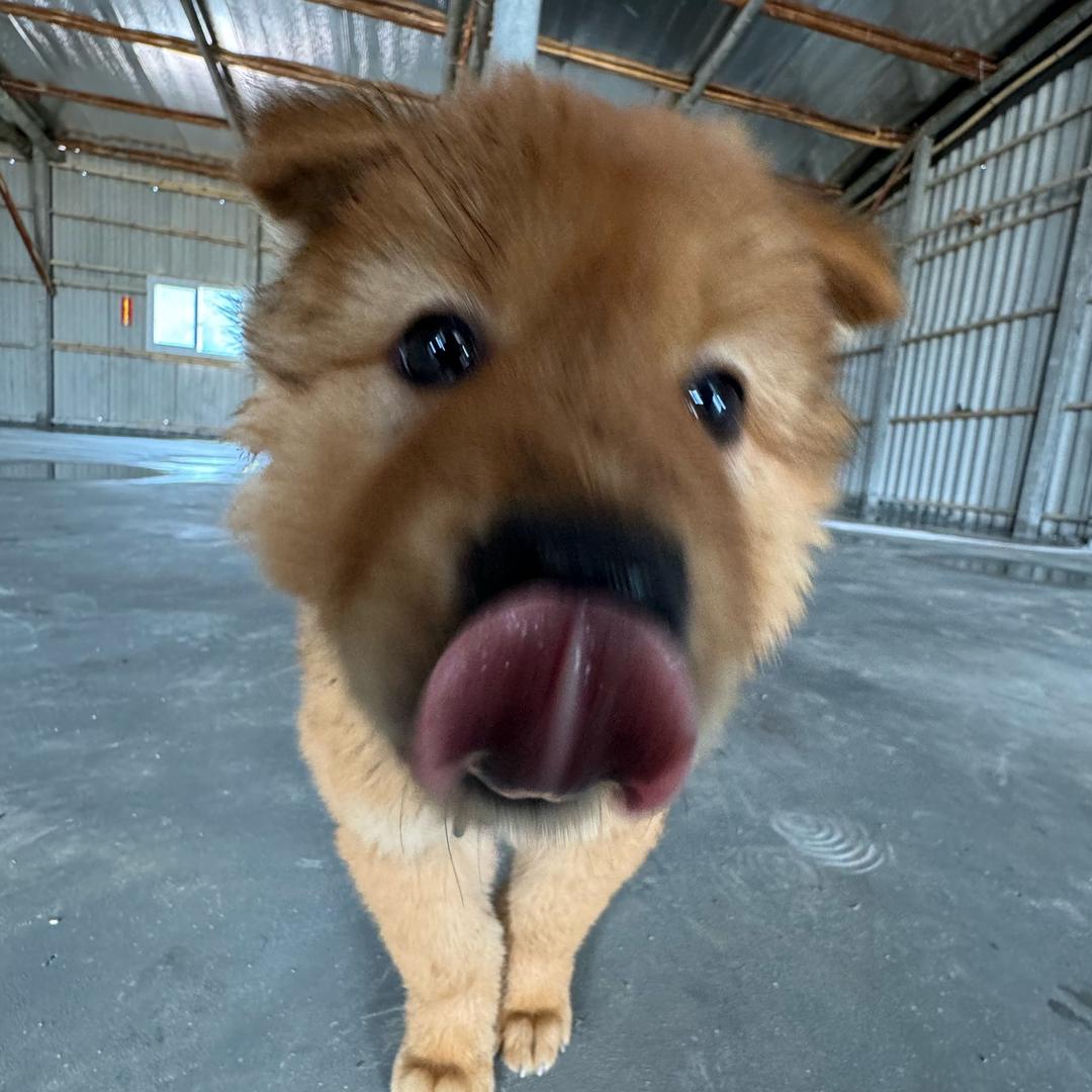 黑不黑加仑😛