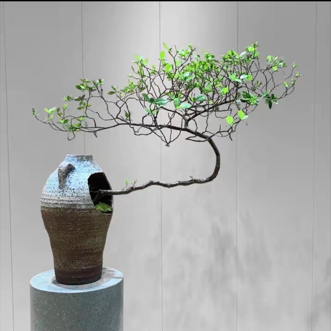 老匠绿植优选
