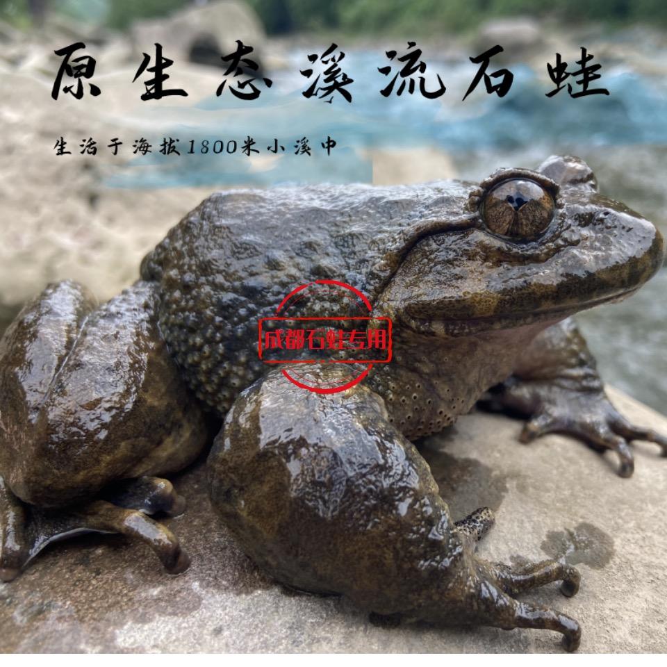 成都石蛙配送