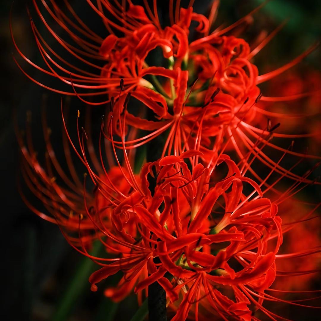 🌸彼岸花✨₊⁺💞 ᥫ᭡