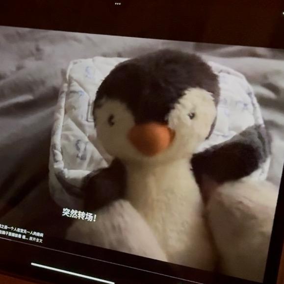 江江家的小狗🐶