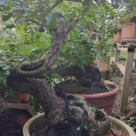 云南红芽清香木盆景批发和销售