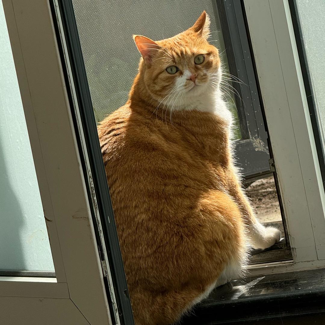 油炸薯条不放油