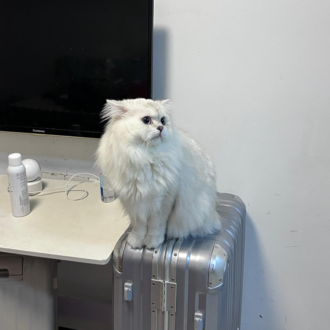 嗨宝