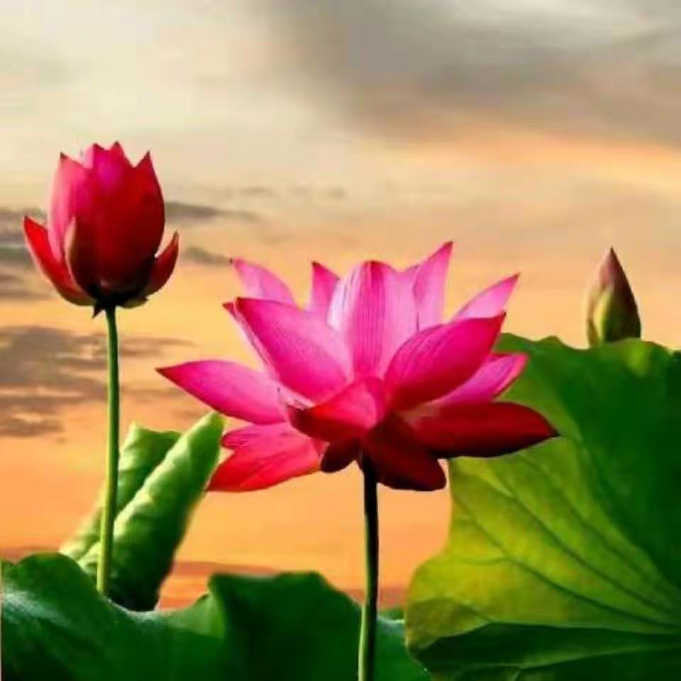 花开富贵。万事如意！