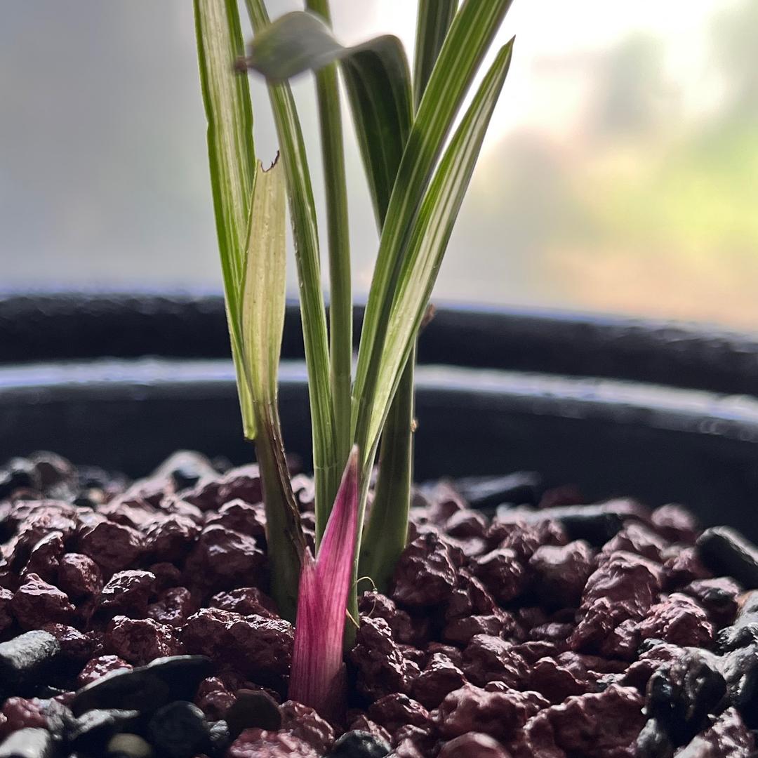 贵州亿阳雅兰苑