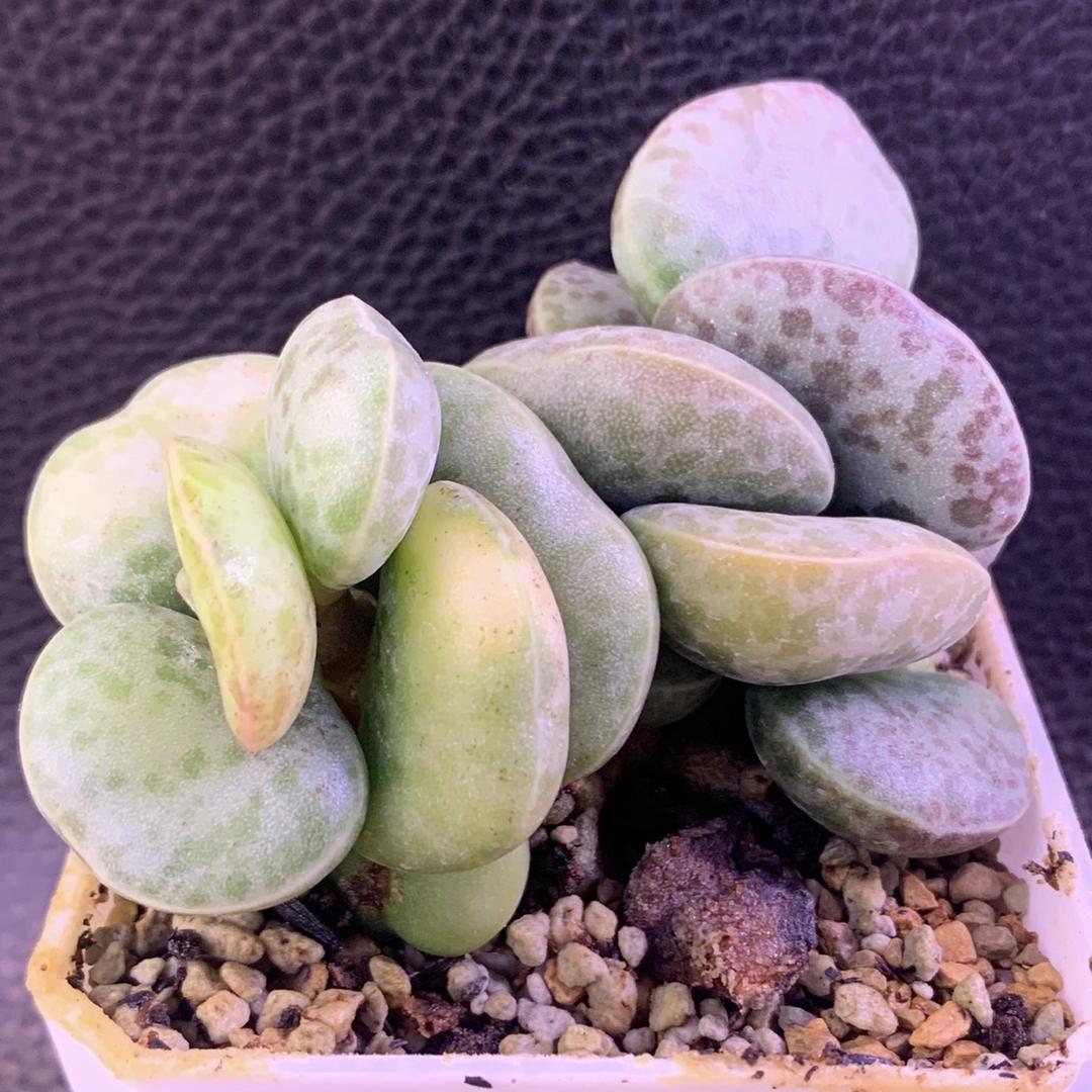 小花匠水泡多肉