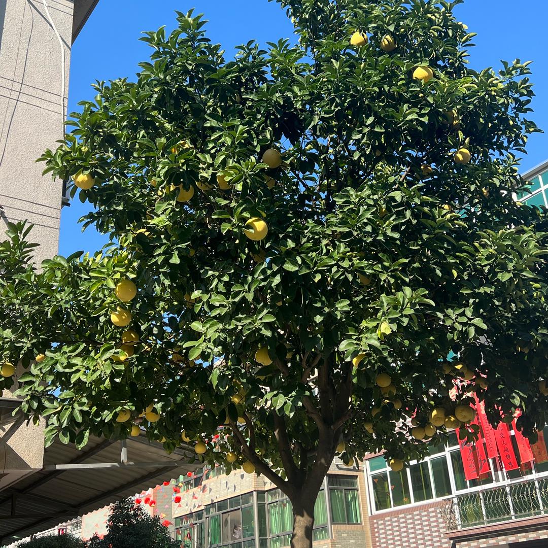 爱吃蛋炒饭的女孩🍭