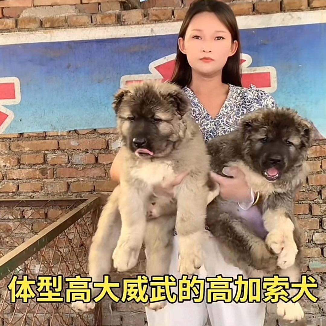 熙然宠物