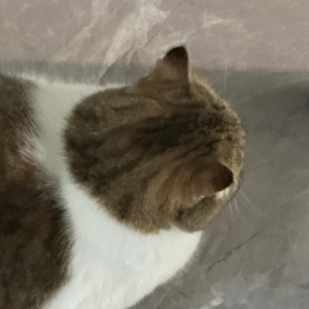 动物园yomi和嗯嗯