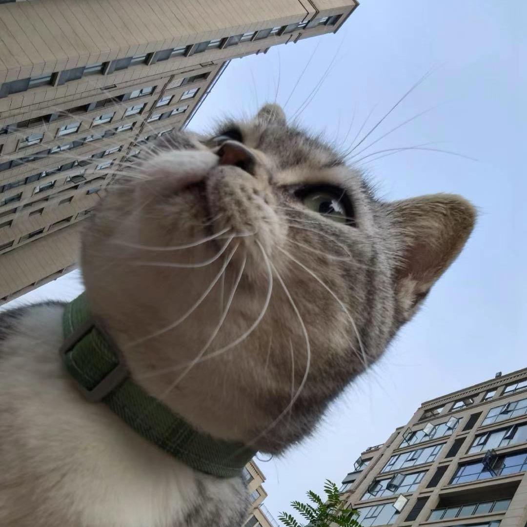 AK不掉毛