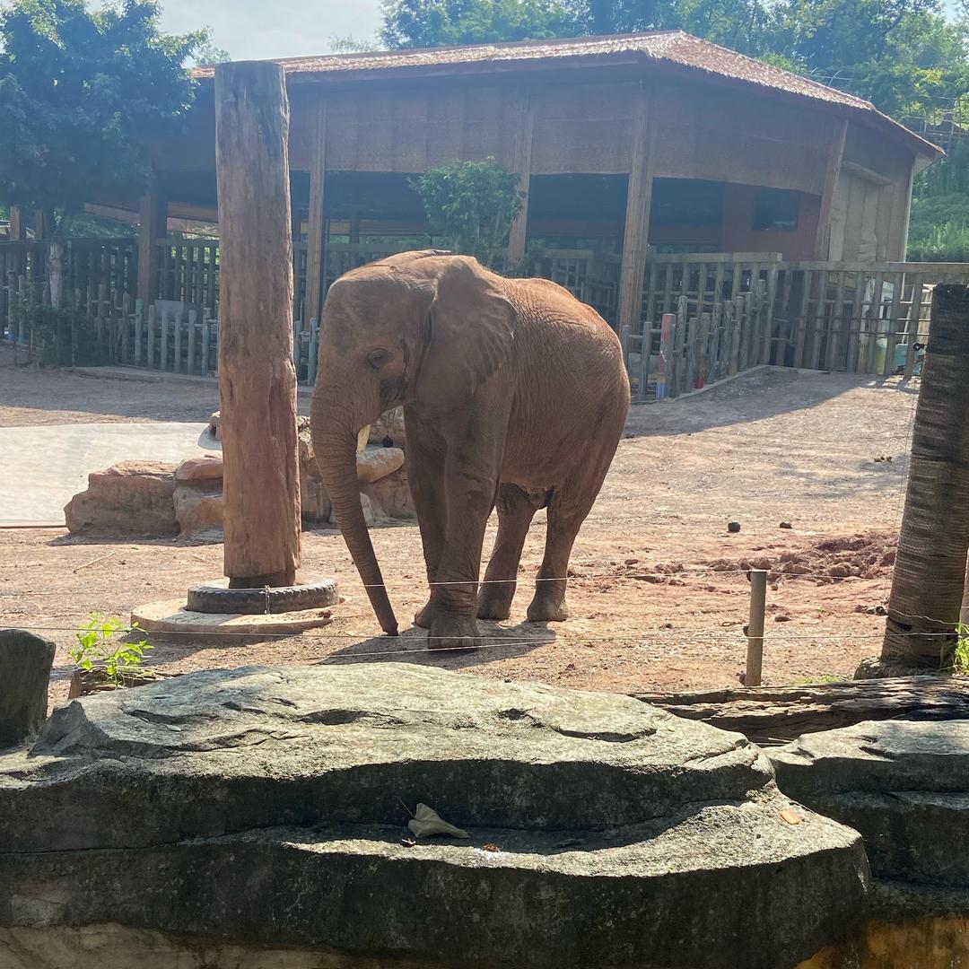 @一只爬树猴说奇瑞