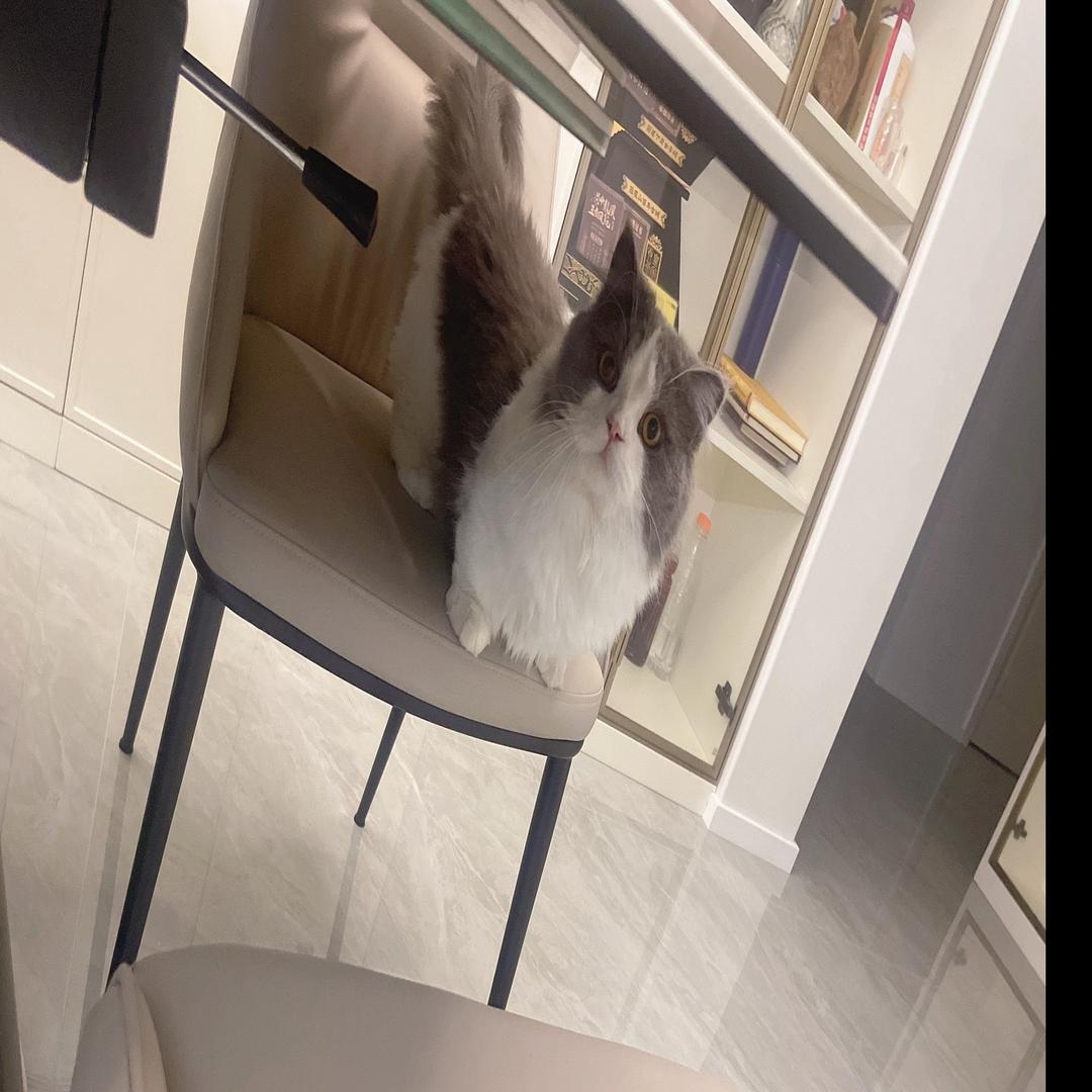 元宝小奶猫